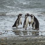 טיול לארגנטינה וצ'ילה, האי מגדלנה, פינגווינים