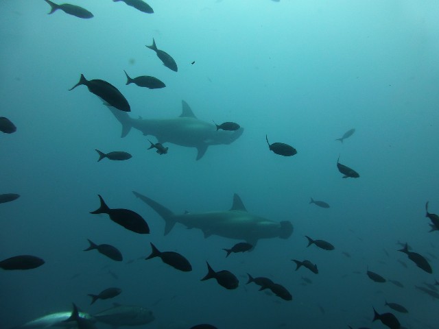 טיול בין איי גלפגוס, כרישי פטיש