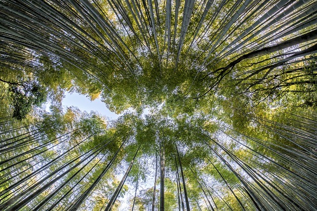 טיול ליפן למשפחות- יער הבמבוקים