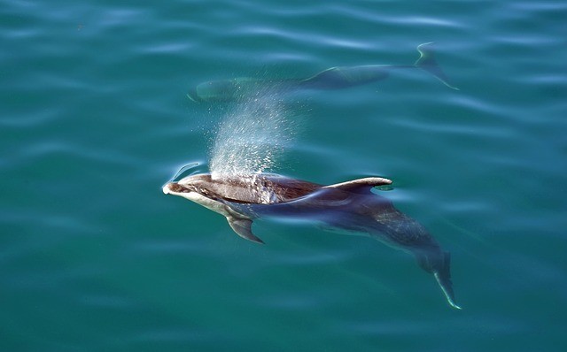 טיול לניו זילנד, דולפינים