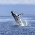 טיולים לניו זילנד האי הדרומי, שייט לוויתנים גדולי סנפיר קאיקורה