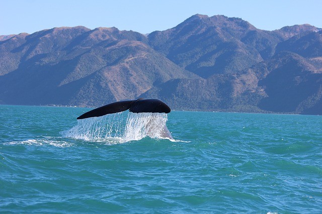 טיול לניו זילנד שייט לוויתנים בקאיקורה