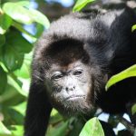 טיול לקוסטה ריקה, קופים בג'ונגל
