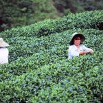 טיול לסין מטעי תה
