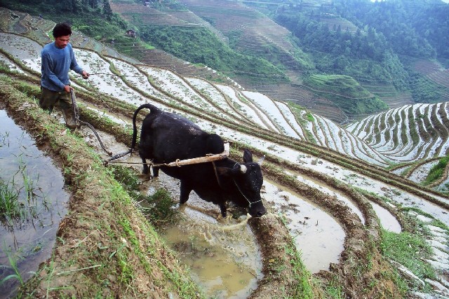 טיול לסין טרסות האורז