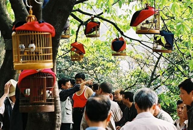טיול לסין, מגדלי ציפורים בצ'ונגצ'ינג