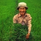 טיול לוייטנאם, שדה אורז בהוי אן