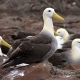 מאת putneymark - originally posted to Flickr as waved albatross Espanola Punta Suarez, CC BY-SA 2.0, https://commons.wikimedia.org/w/index.php?curid=3896506