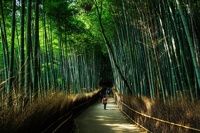 יער הבמבוקים, קיוטו, טיול ליפן