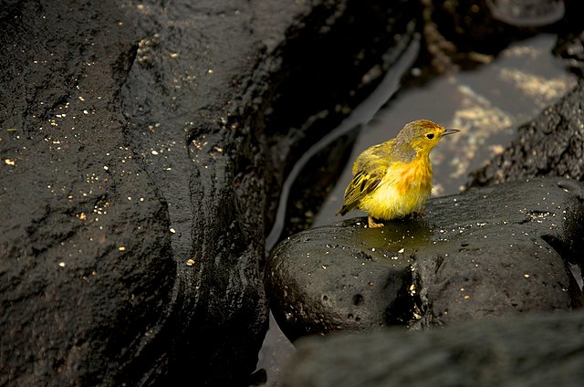 By Andrew Turner - Flickr: Yellow Warbler on Lava Rocks, CC BY 2.0, https://commons.wikimedia.org/w/index.php?curid=17699400