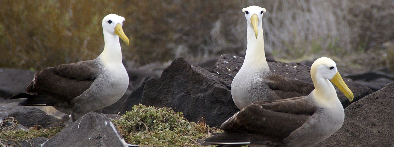 By putneymark - originally posted to Flickr as Waved albatrosses Espanola, CC BY-SA 2.0, https://commons.wikimedia.org/w/index.php?curid=3878685