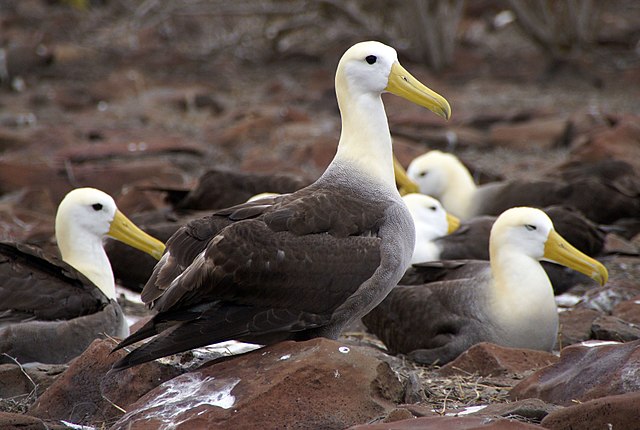 By putneymark - originally posted to Flickr as waved albatross Espanola Punta Suarez, CC BY-SA 2.0, https://commons.wikimedia.org/w/index.php?curid=3896506