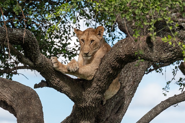 אריה על עץ, ספארי בטנזניה