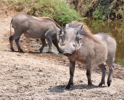 חזיר יבלות, ספארי בטנזניה