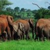 פילים בשמורת טרנגירי- ספארי בטנזניה