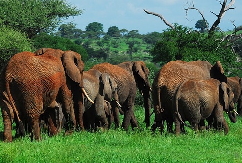 פילים בשמורת טרנגירי- ספארי בטנזניה