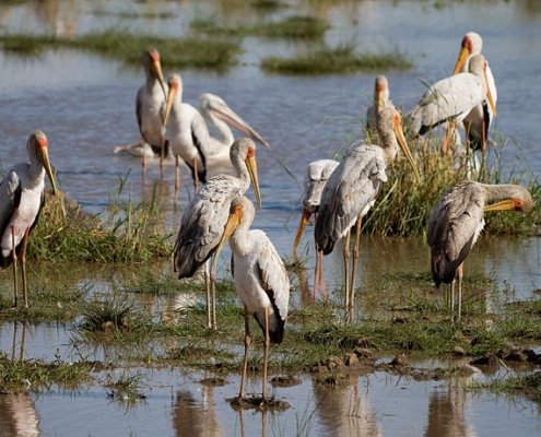By Stig Nygaard from Copenhagen, Denmark - Yellow-billed Storks, CC BY 2.0, https://commons.wikimedia.org/w/index.php?curid=4351736